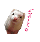 Chubby ferret 1（個別スタンプ：20）
