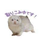 Chubby ferret 1（個別スタンプ：27）