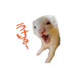 Chubby ferret 1（個別スタンプ：30）