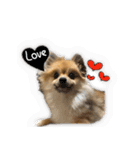 love Pomeranian（個別スタンプ：19）