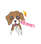 ビーグル犬 シリーズ（個別スタンプ：1）