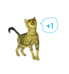 Real CAT.Chinese3（個別スタンプ：1）