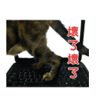 Real CAT.Chinese3（個別スタンプ：2）