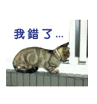Real CAT.Chinese3（個別スタンプ：3）