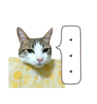 Real CAT.Chinese3（個別スタンプ：4）