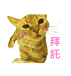 Real CAT.Chinese3（個別スタンプ：5）