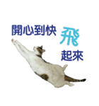 Real CAT.Chinese3（個別スタンプ：6）
