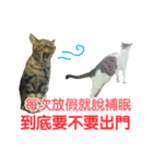 Real CAT.Chinese3（個別スタンプ：7）