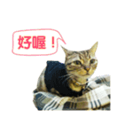 Real CAT.Chinese3（個別スタンプ：8）