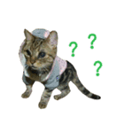Real CAT.Chinese3（個別スタンプ：10）