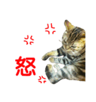 Real CAT.Chinese3（個別スタンプ：11）