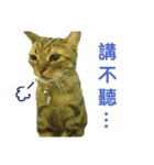 Real CAT.Chinese3（個別スタンプ：12）