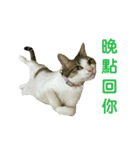 Real CAT.Chinese3（個別スタンプ：13）