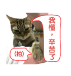 Real CAT.Chinese3（個別スタンプ：14）