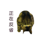 Real CAT.Chinese3（個別スタンプ：15）