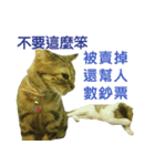 Real CAT.Chinese3（個別スタンプ：16）
