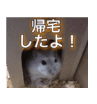 ジャンハムのきもち（個別スタンプ：14）