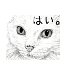 vol.04 話す猫と動物たち 猫・犬・鳥・クマ（個別スタンプ：11）