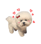 Bichon Tori（個別スタンプ：1）