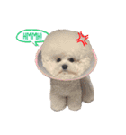 Bichon Tori（個別スタンプ：3）