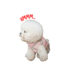 Bichon Tori（個別スタンプ：7）