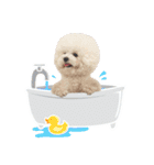 Bichon Tori（個別スタンプ：8）