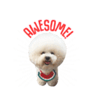 Bichon Tori（個別スタンプ：9）