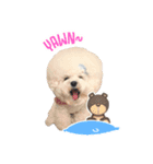 Bichon Tori（個別スタンプ：15）