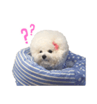 Bichon Tori（個別スタンプ：18）