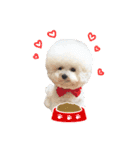 Bichon Tori（個別スタンプ：20）