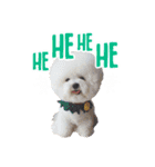 Bichon Tori（個別スタンプ：21）