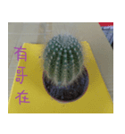 Photographs of plant photographs（個別スタンプ：2）