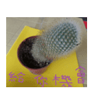 Photographs of plant photographs（個別スタンプ：3）