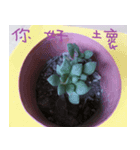 Photographs of plant photographs（個別スタンプ：4）