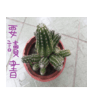 Photographs of plant photographs（個別スタンプ：5）