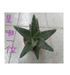 Photographs of plant photographs（個別スタンプ：6）