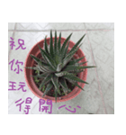 Photographs of plant photographs（個別スタンプ：7）