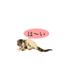 実写♡猫♡らむちゃん（個別スタンプ：11）