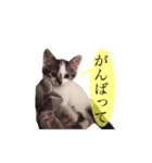 実写♡猫♡らむちゃん（個別スタンプ：12）