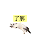 実写♡猫♡らむちゃん（個別スタンプ：14）