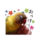 ボタンインコのぴーちゃんです（個別スタンプ：3）