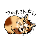まったり関西オヤジ猫（個別スタンプ：2）