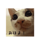ねこりんの猫たち - カン＆ルイ 01（個別スタンプ：2）