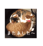 ねこりんの猫たち - カン＆ルイ 01（個別スタンプ：4）