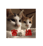 ねこりんの猫たち - カン＆ルイ 01（個別スタンプ：5）