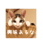 ねこりんの猫たち - カン＆ルイ 01（個別スタンプ：7）