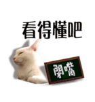 Soybean Milk！ A white cat with blue eyes（個別スタンプ：1）