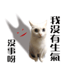 Soybean Milk！ A white cat with blue eyes（個別スタンプ：4）