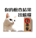 Soybean Milk！ A white cat with blue eyes（個別スタンプ：6）