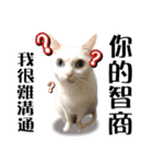 Soybean Milk！ A white cat with blue eyes（個別スタンプ：8）